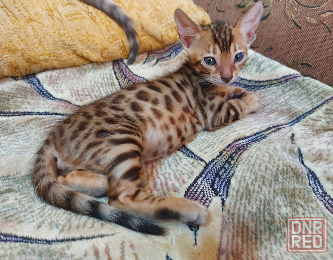 Котенок бенгал с ориенталом Мариуполь - изображение 5