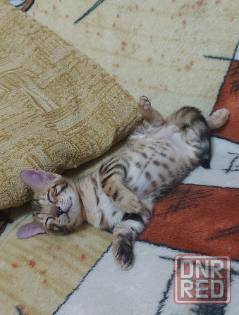 Котенок бенгал с ориенталом Мариуполь - изображение 6