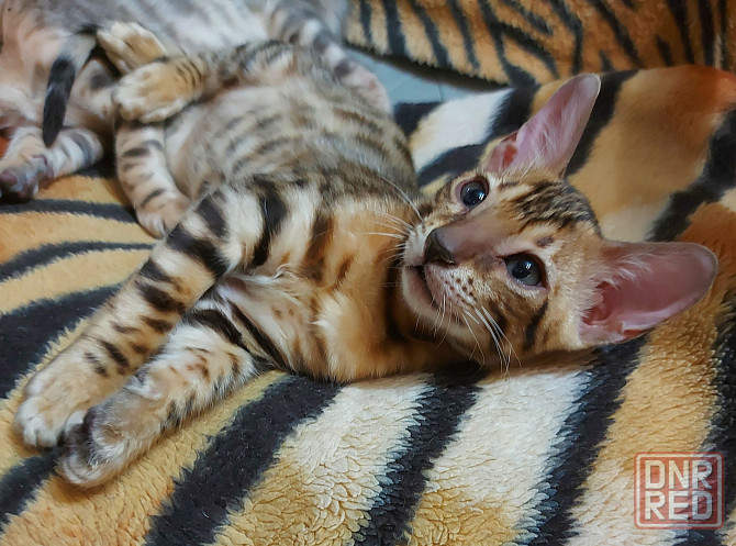 Котенок бенгал с ориенталом Мариуполь - изображение 3