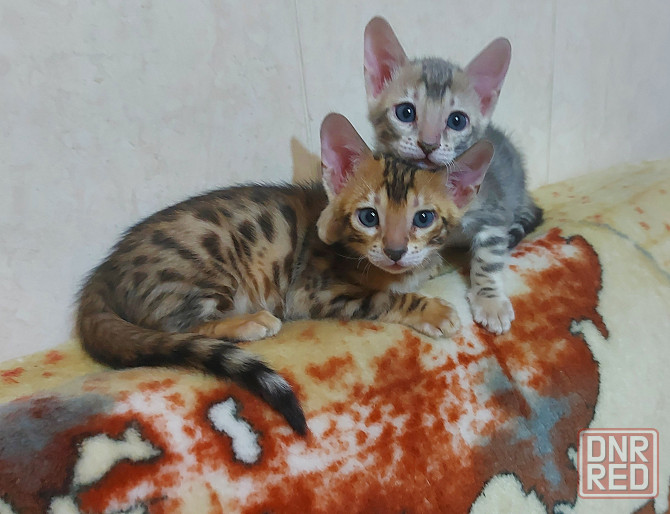 Котенок бенгал с ориенталом Мариуполь - изображение 3