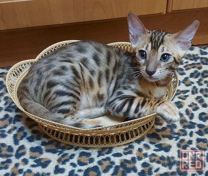 Котенок бенгал с ориенталом Мариуполь - изображение 6