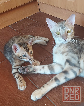 Котенок бенгал с ориенталом Мариуполь - изображение 2