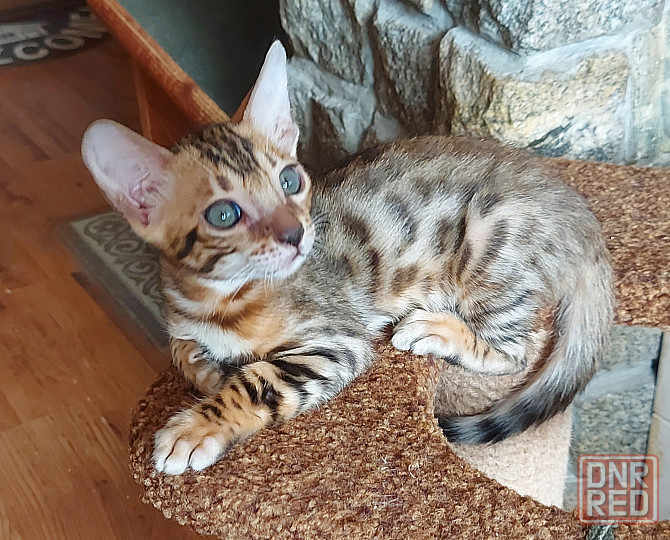 Котенок бенгал с ориенталом Мариуполь - изображение 7