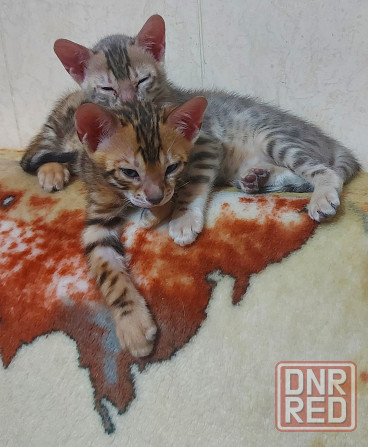 Котенок бенгал с ориенталом Мариуполь - изображение 4