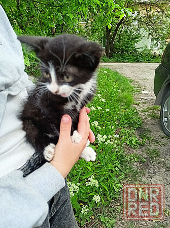 Отдам спасеныша в добрые руки Макеевка - изображение 3