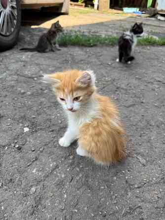 Отдам котят Донецк