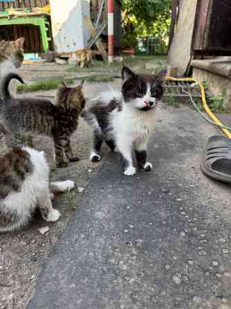 Отдам котят Донецк