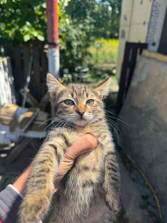 Срочно Отдам котят Донецк