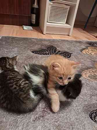 Отдам котят Донецк