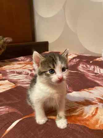 Отдам котят Донецк