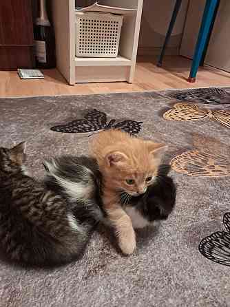 Отдам котят Донецк