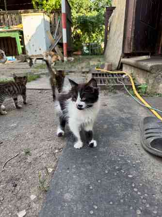 Отдам котят Донецк