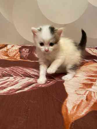 Отдам котят Донецк