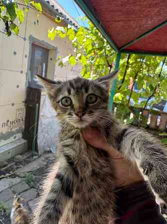 Срочно Отдам котят Донецк