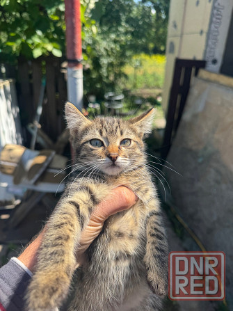 Срочно Отдам котят Донецк - изображение 6
