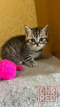 Шотландский котенок Донецк - изображение 4