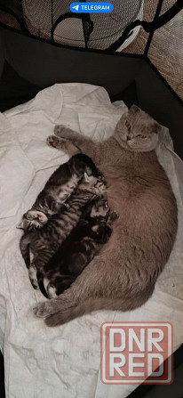 Шотландский котенок Донецк - изображение 6