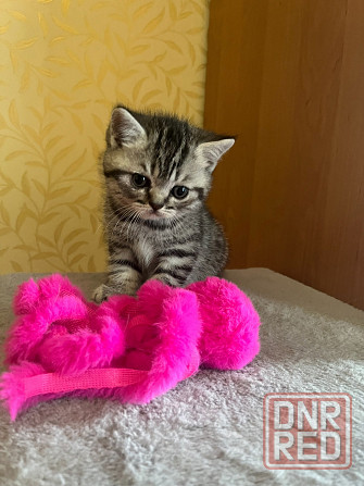 Шотландский котенок Донецк - изображение 2