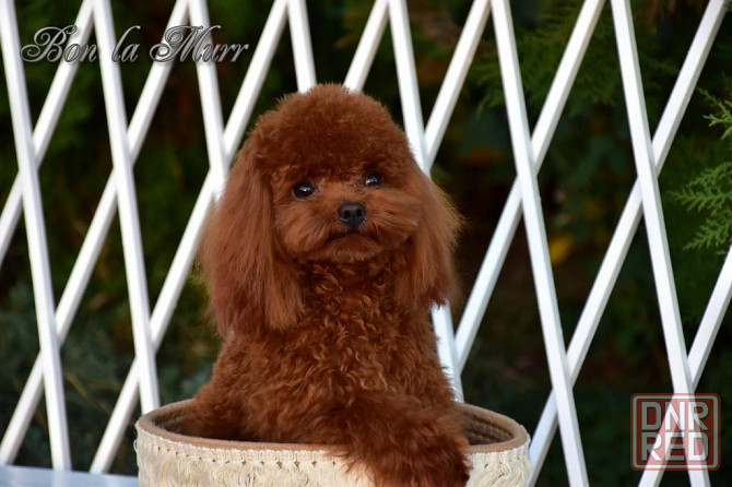 На вязку кобель Пудель тедди тикап Китай Донецк - изображение 5