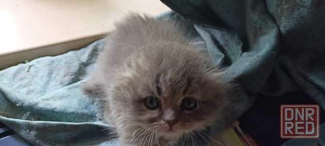 Котята Донецк - изображение 3