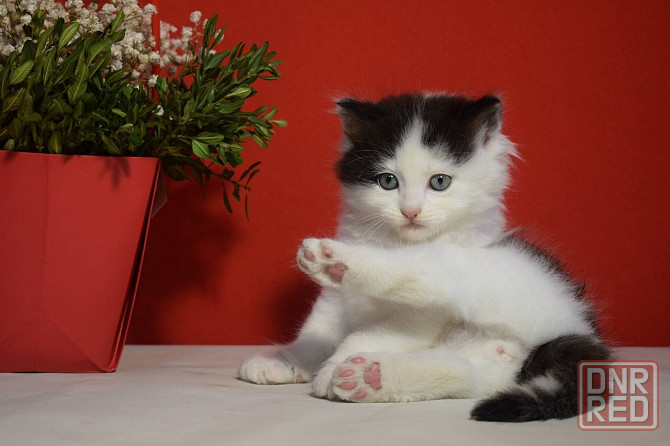 Ищу любящих хозяев для очаровательных котят! Донецк - изображение 3