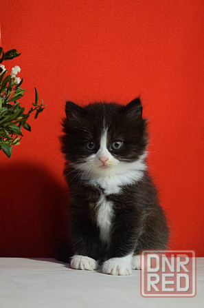 Ищу любящих хозяев для очаровательных котят! Донецк - изображение 1