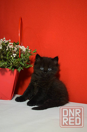Ищу любящих хозяев для очаровательных котят! Донецк - изображение 2