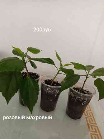 Домашние растения Донецк