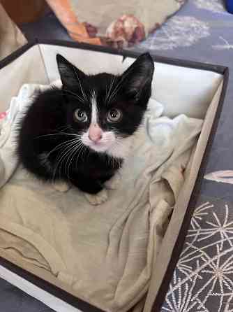 Котенка в добрые руки Макеевка