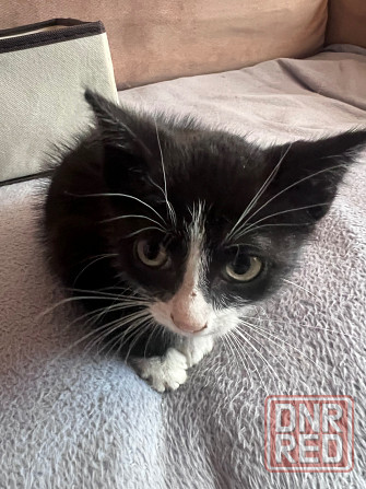 Котенка в добрые руки Макеевка - изображение 5