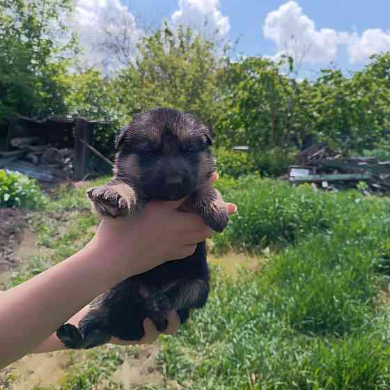 Щенки немецкой овчарки Донецк