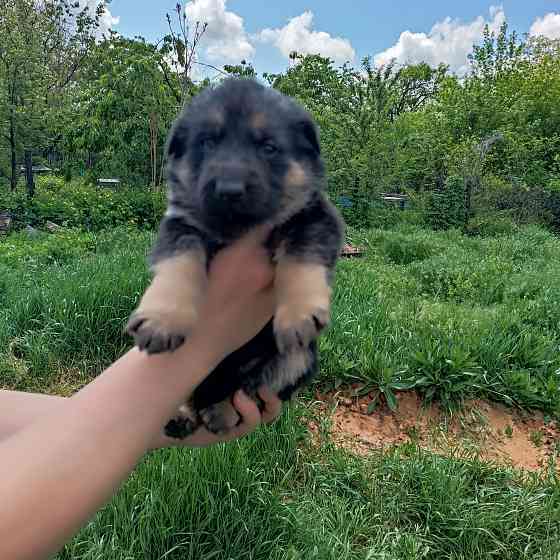 Щенки немецкой овчарки Донецк