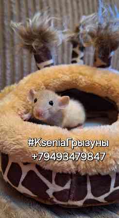 Крысята Дамбо Донецк