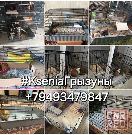 Крысята Дамбо Донецк - изображение 2