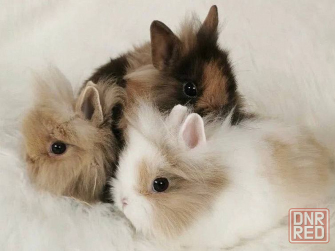 Декоративные кролики самые ручные малыши у нас Донецк - изображение 1