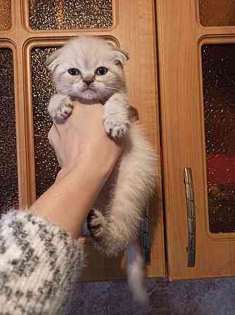 котята прямоухие и вислоухие Донецк