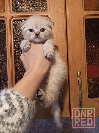 котята прямоухие и вислоухие Донецк - изображение 2