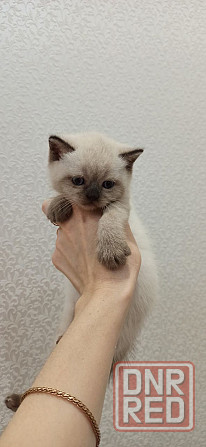 котята прямоухие и вислоухие Донецк - изображение 1