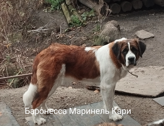 Щенки Московской сторожевой Донецк