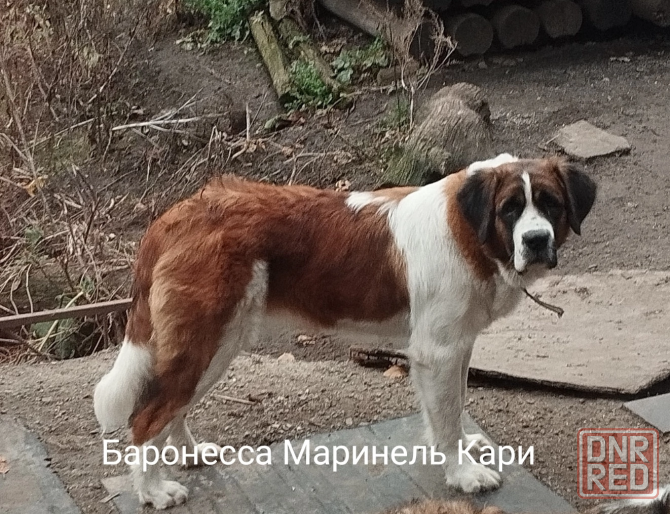 Щенки Московской сторожевой Донецк - изображение 3
