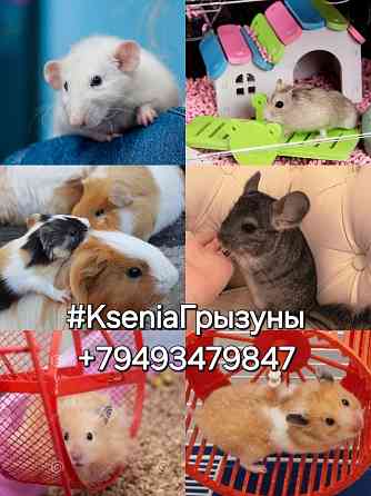 Клетки для грызунов кроликов ,морской свинки, хорьков, крысок, птиц, попугаев Донецк