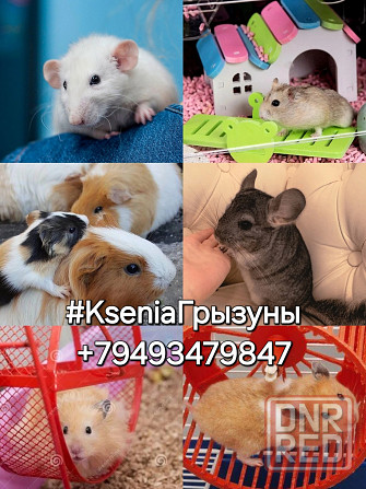 Клетки для грызунов кроликов ,морской свинки, хорьков, крысок, птиц, попугаев Донецк - изображение 4