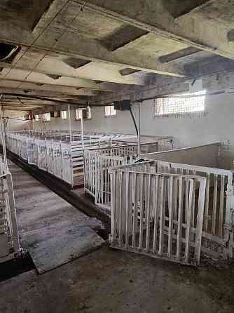 свинарник Донецк