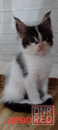 Котята Мейн кун Донецк - изображение 2