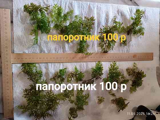 Продам папоротник. Аквариумное растение Донецк