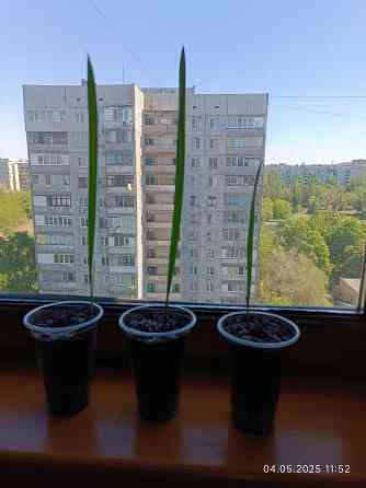 Продам финиковую пальму маленькую Донецк