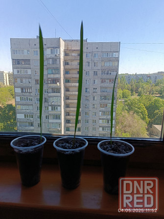 Продам финиковую пальму маленькую Донецк - изображение 1