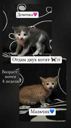 Отдам котят Донецк