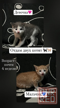 Отдам котят Донецк - изображение 1