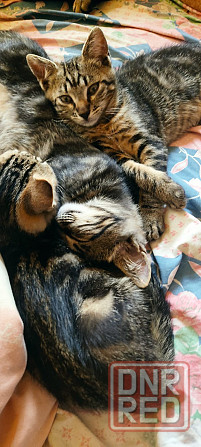 Котенок в добрые руки Макеевка - изображение 4